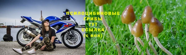 ПСИЛОЦИБИНОВЫЕ ГРИБЫ Арсеньев
